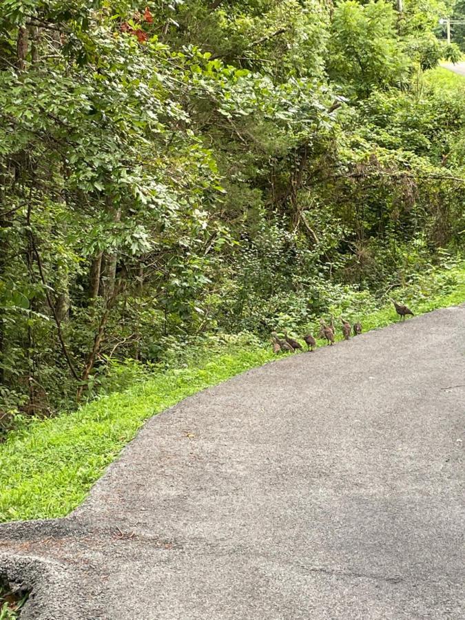 Bear Doodle Vila Sevierville Exterior foto